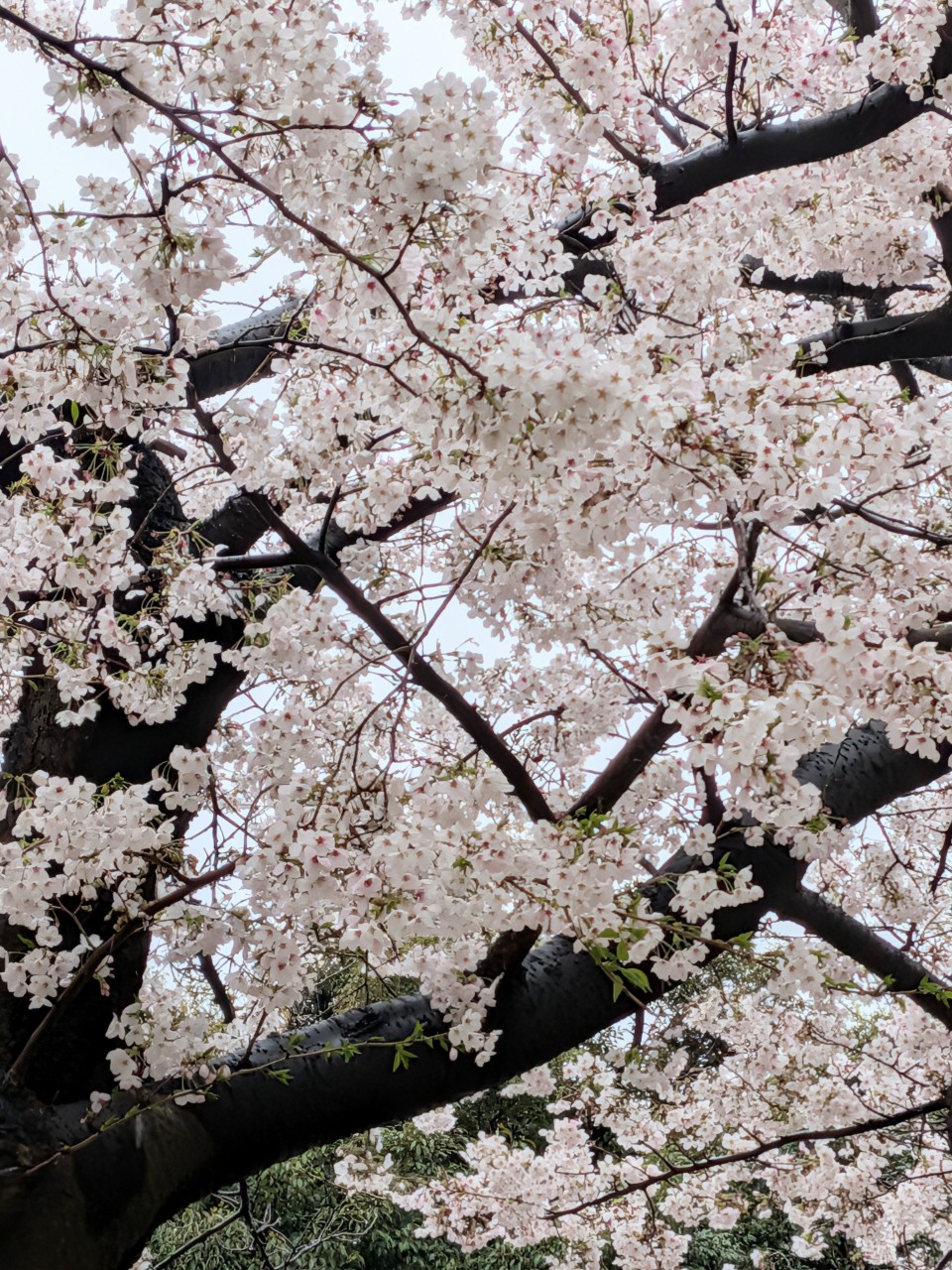 アップロード画像